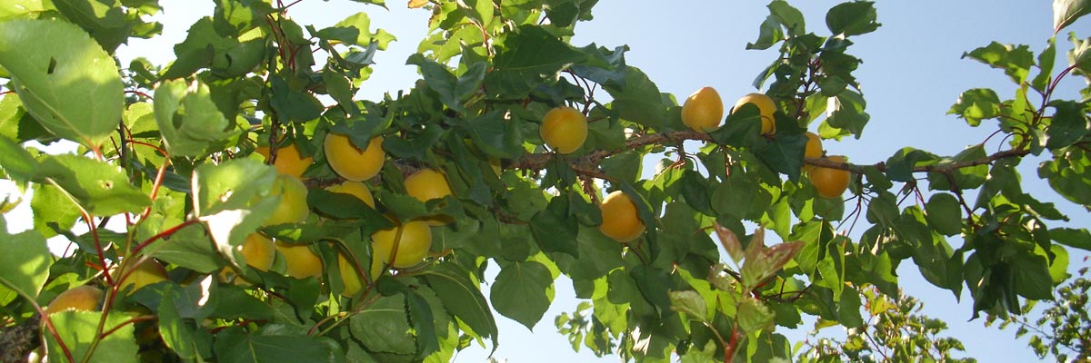 Sehenswertes in Tarsch im Vinschgau